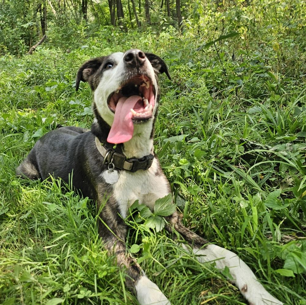 Enlarge Jack Sparrow, a Adoptable mixed breed in Hastings, MN image 6/6