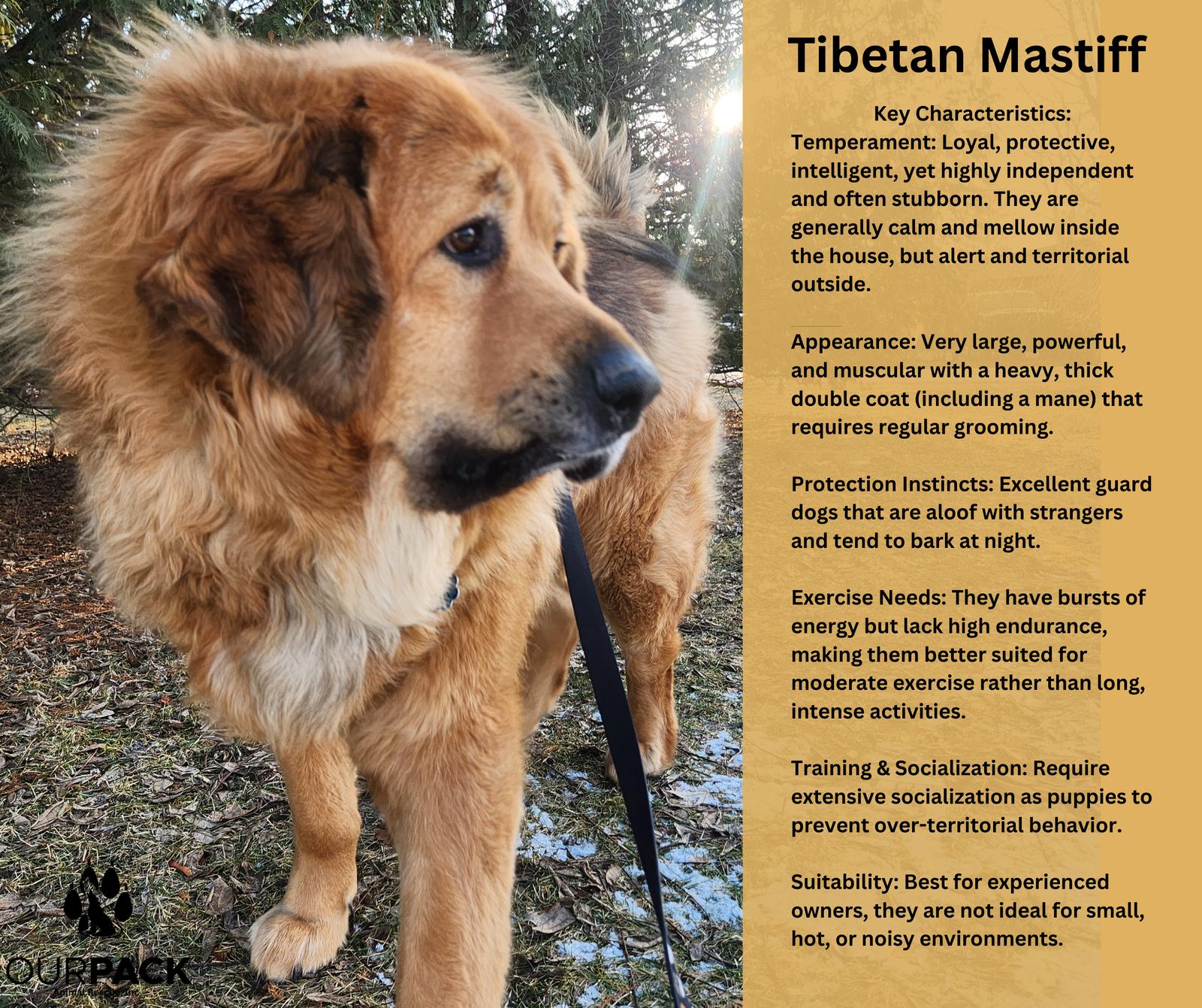 Hudson, a Adoptable Tibetan Mastiff in New London, WI image 1/3