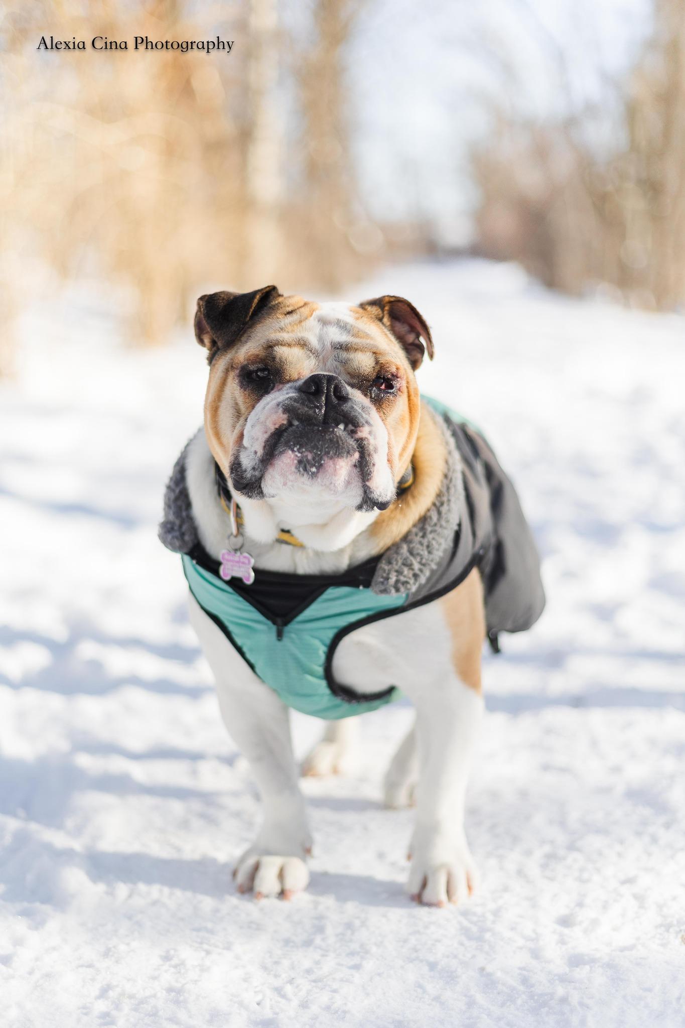 Hunk, a ADOPTABLE English Bulldog in Drumbo, ON image 4/4