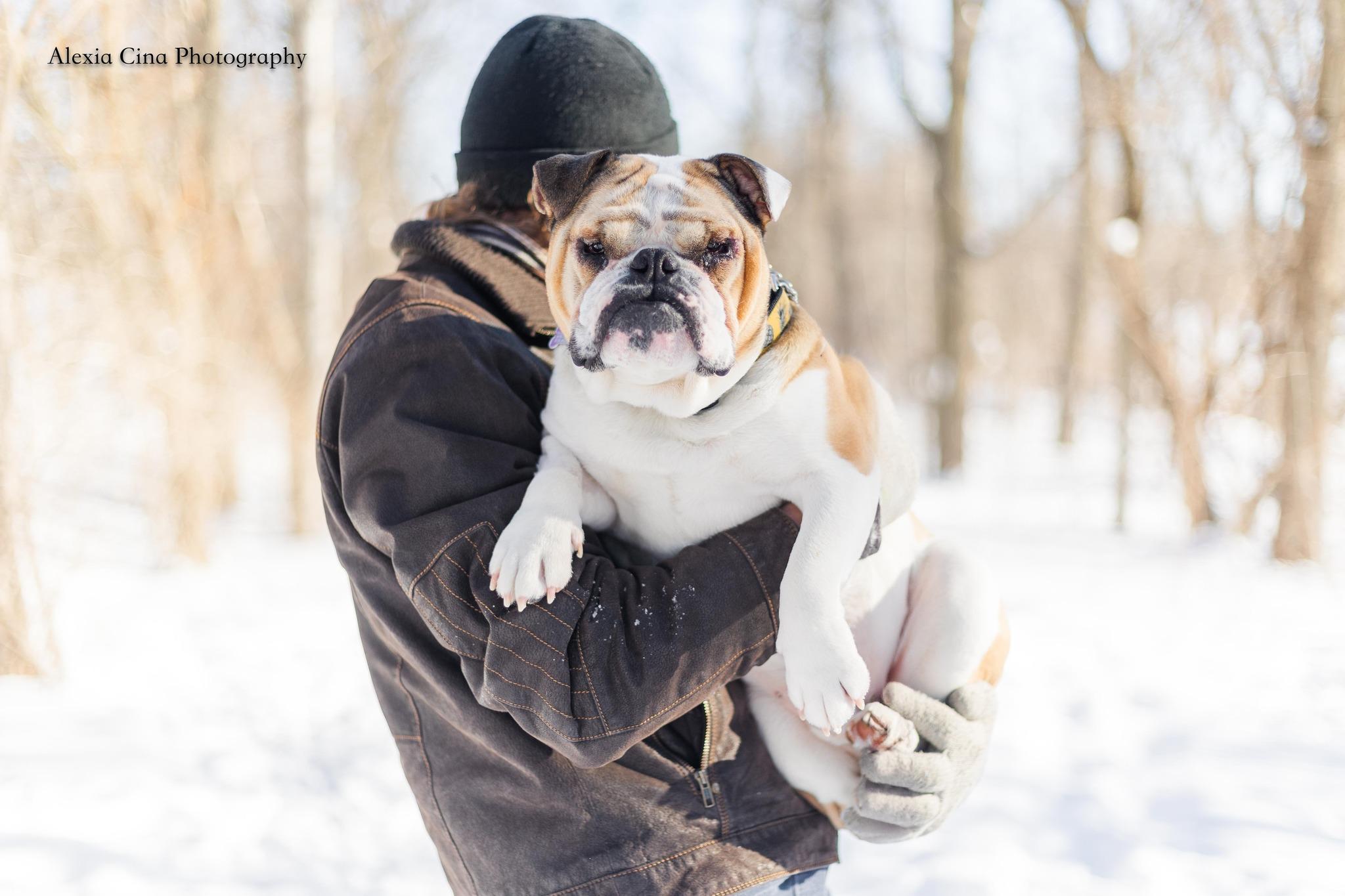 Hunk, a ADOPTABLE English Bulldog in Drumbo, ON image 2/4