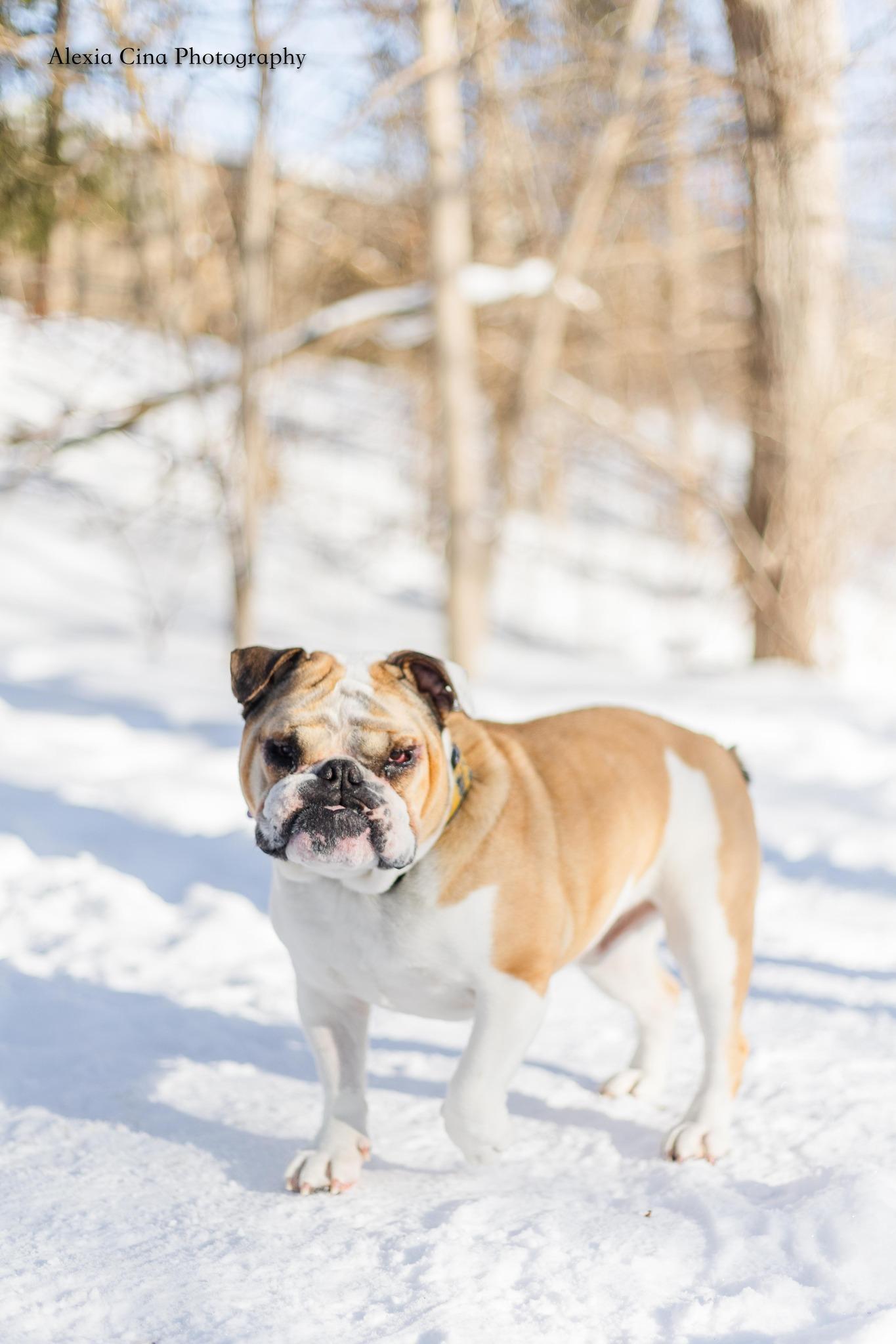 Hunk, a ADOPTABLE English Bulldog in Drumbo, ON image 1/4