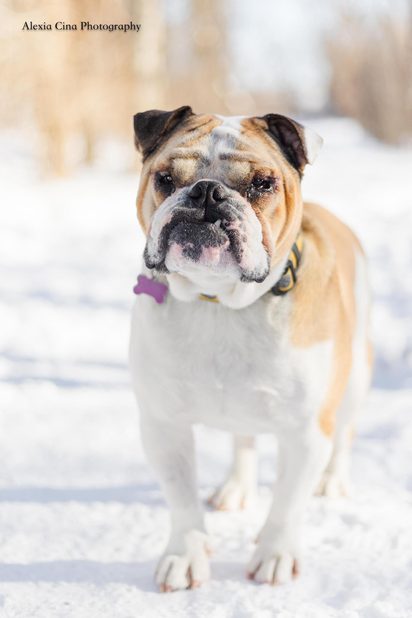 Hunk, a ADOPTABLE English Bulldog in Drumbo, ON image 3/4