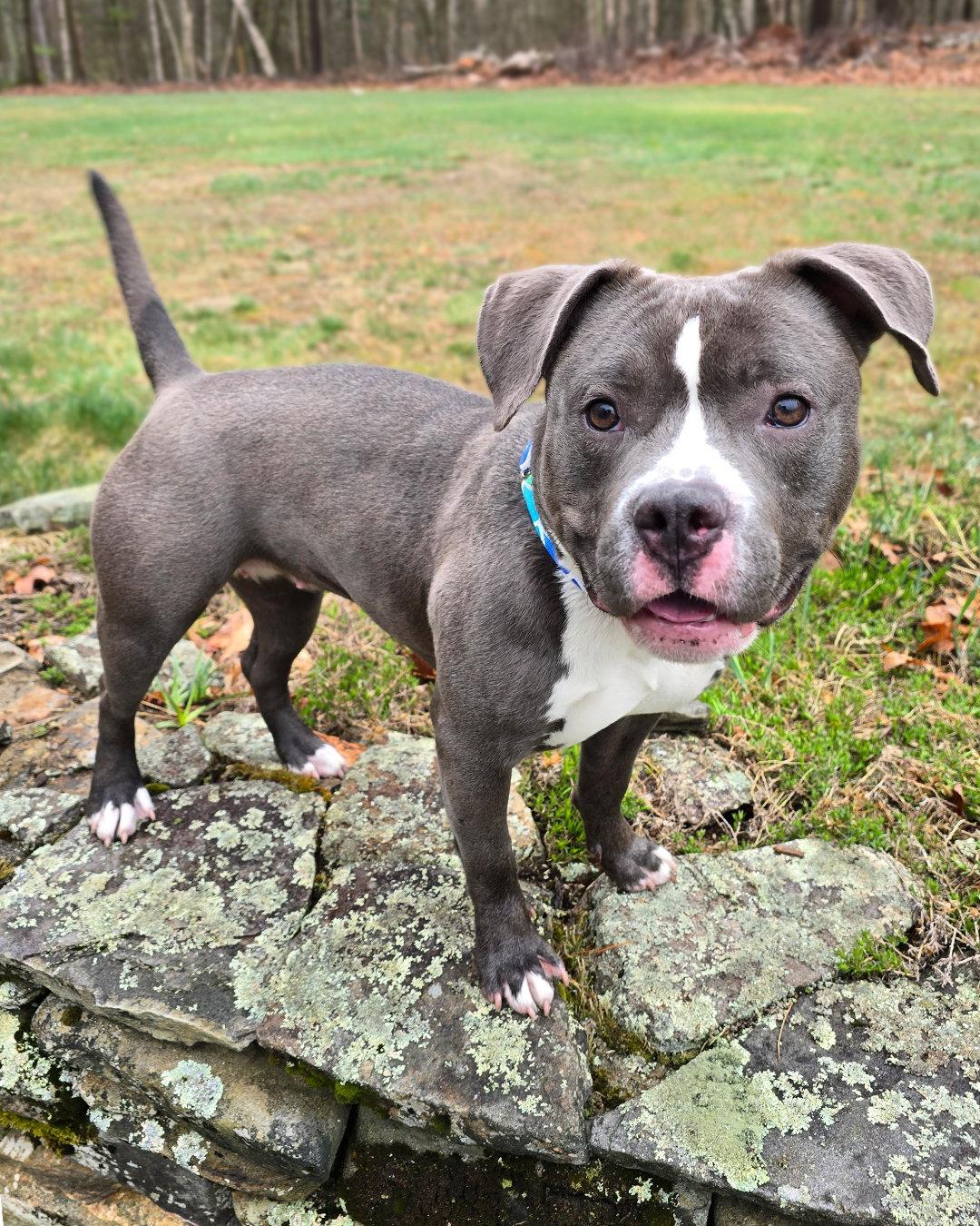Enlarge Fat Amy, a Adopted mixed breed in Westminster, MA image 1/3