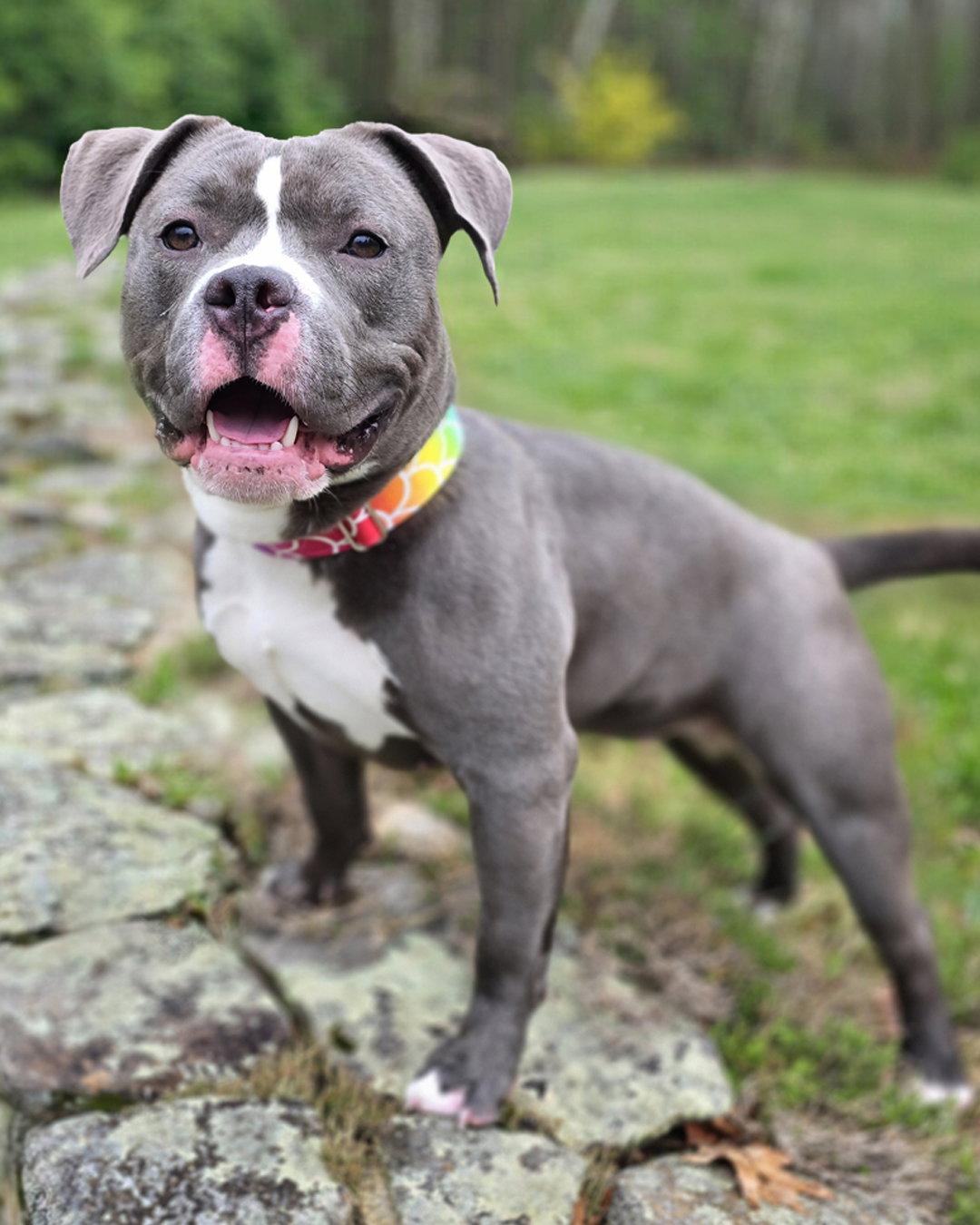 Enlarge Fat Amy, a Adopted mixed breed in Westminster, MA image 2/3