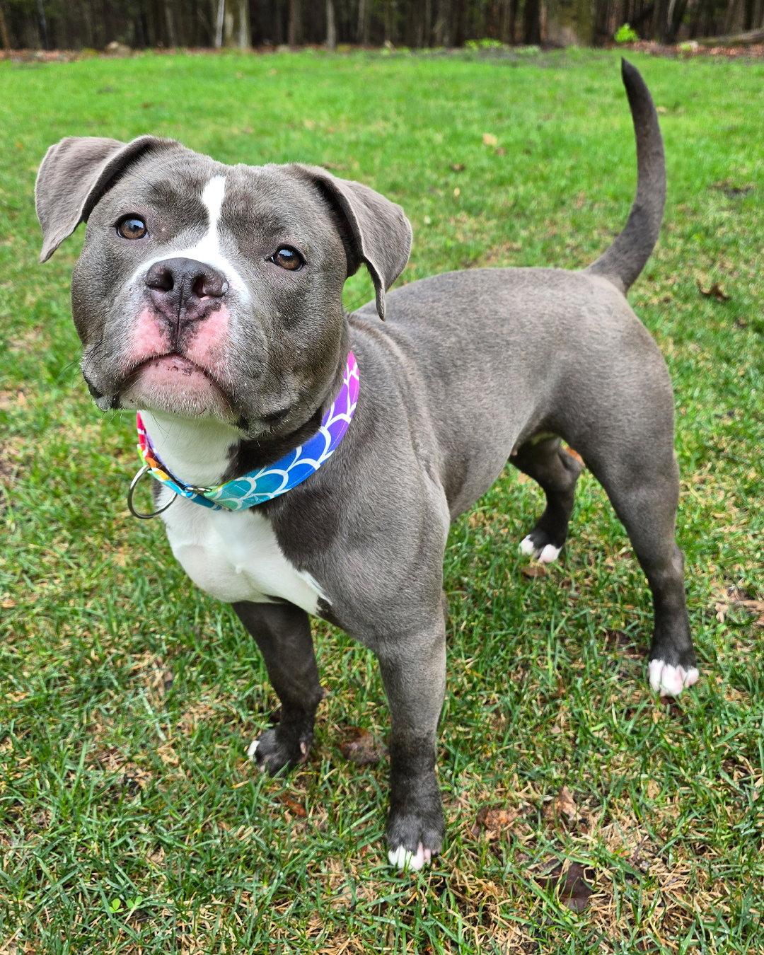 Enlarge Fat Amy, a Adopted mixed breed in Westminster, MA image 3/3