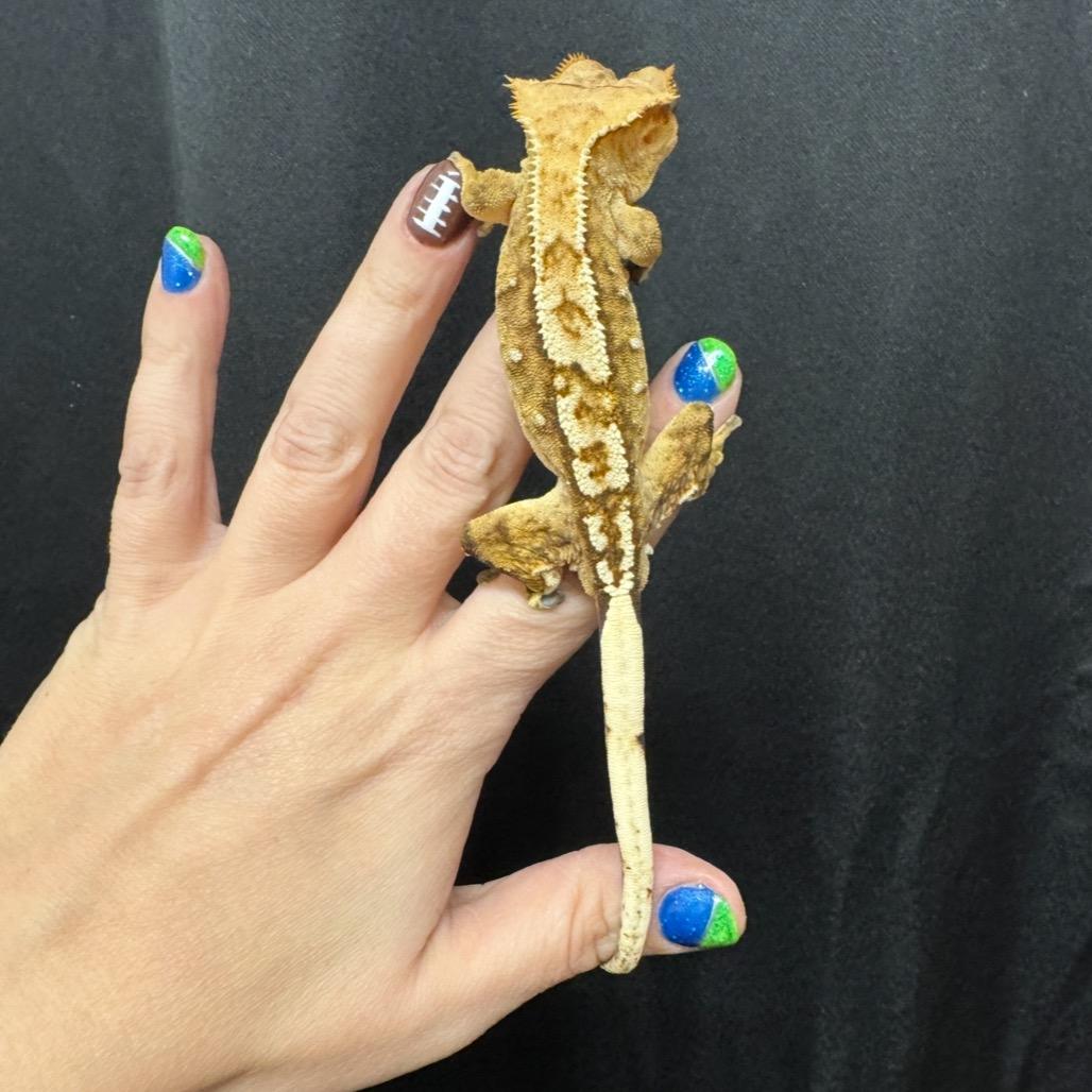 Reggie- Crested Gecko, Adoptable, Adult Male Gecko.