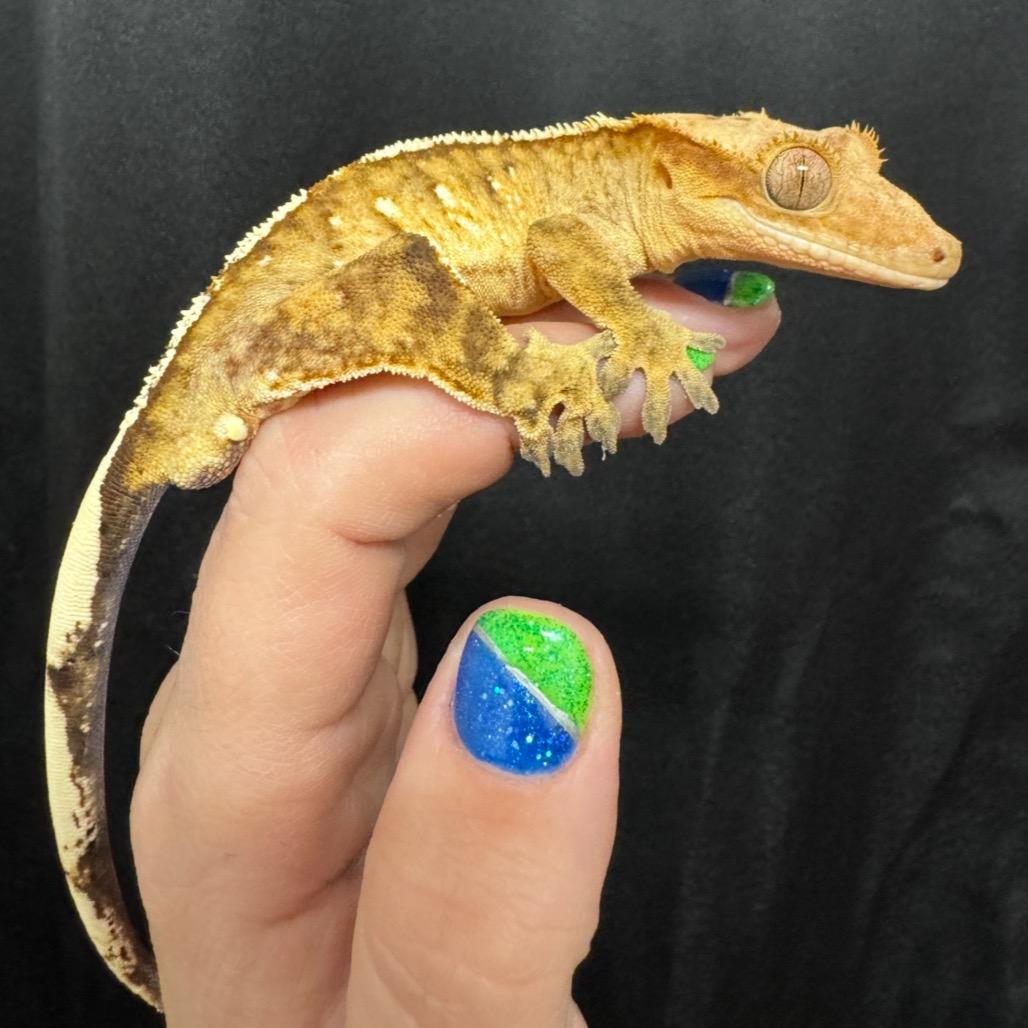 Reggie- Crested Gecko, a Adoptable Gecko in Bottineau, ND image 2/5