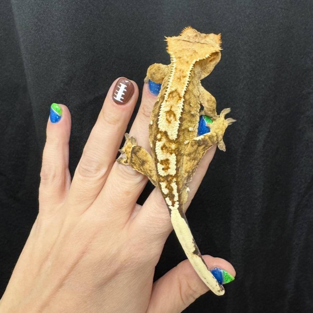 Reggie- Crested Gecko, a Adoptable Gecko in Bottineau, ND image 3/5