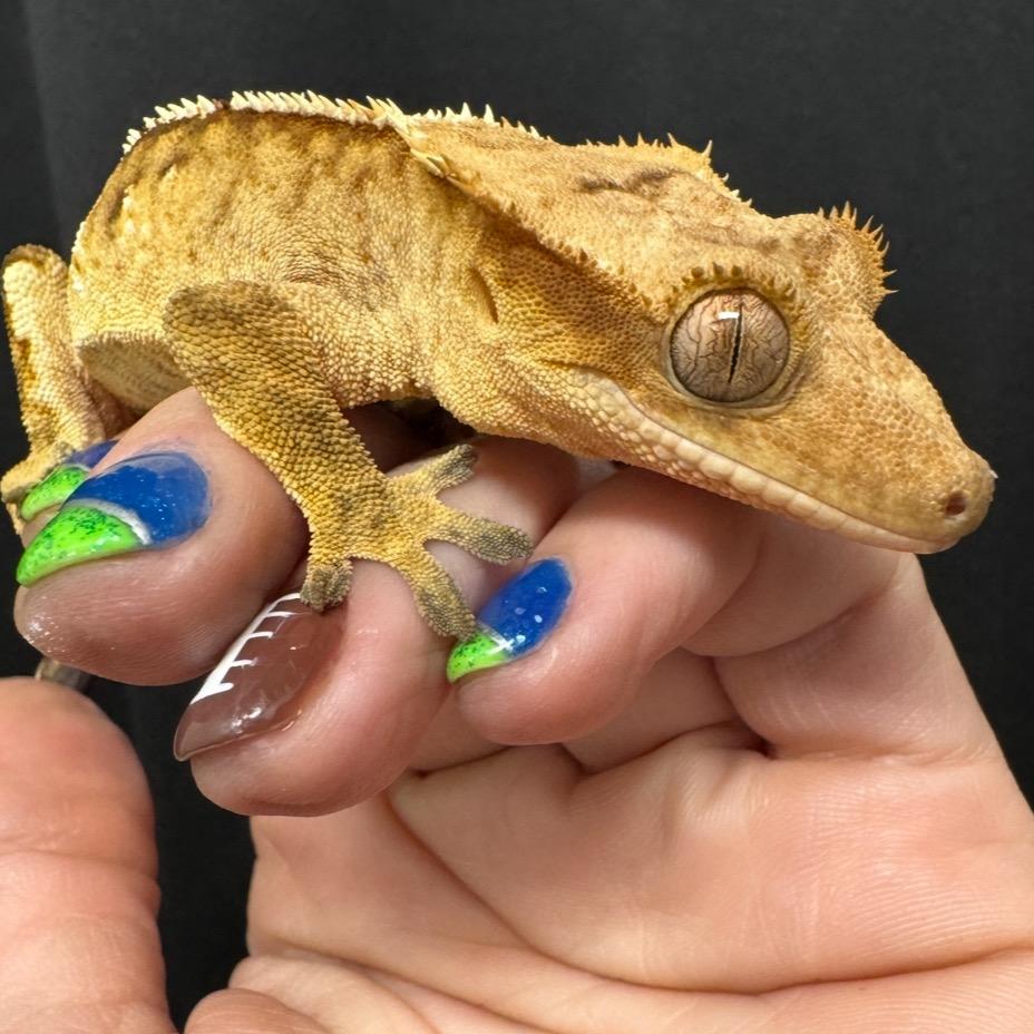 Reggie- Crested Gecko, Adoptable, Adult Male Gecko.
