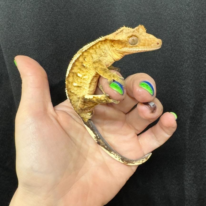 Reggie- Crested Gecko, a Adoptable Gecko in Bottineau, ND image 5/5