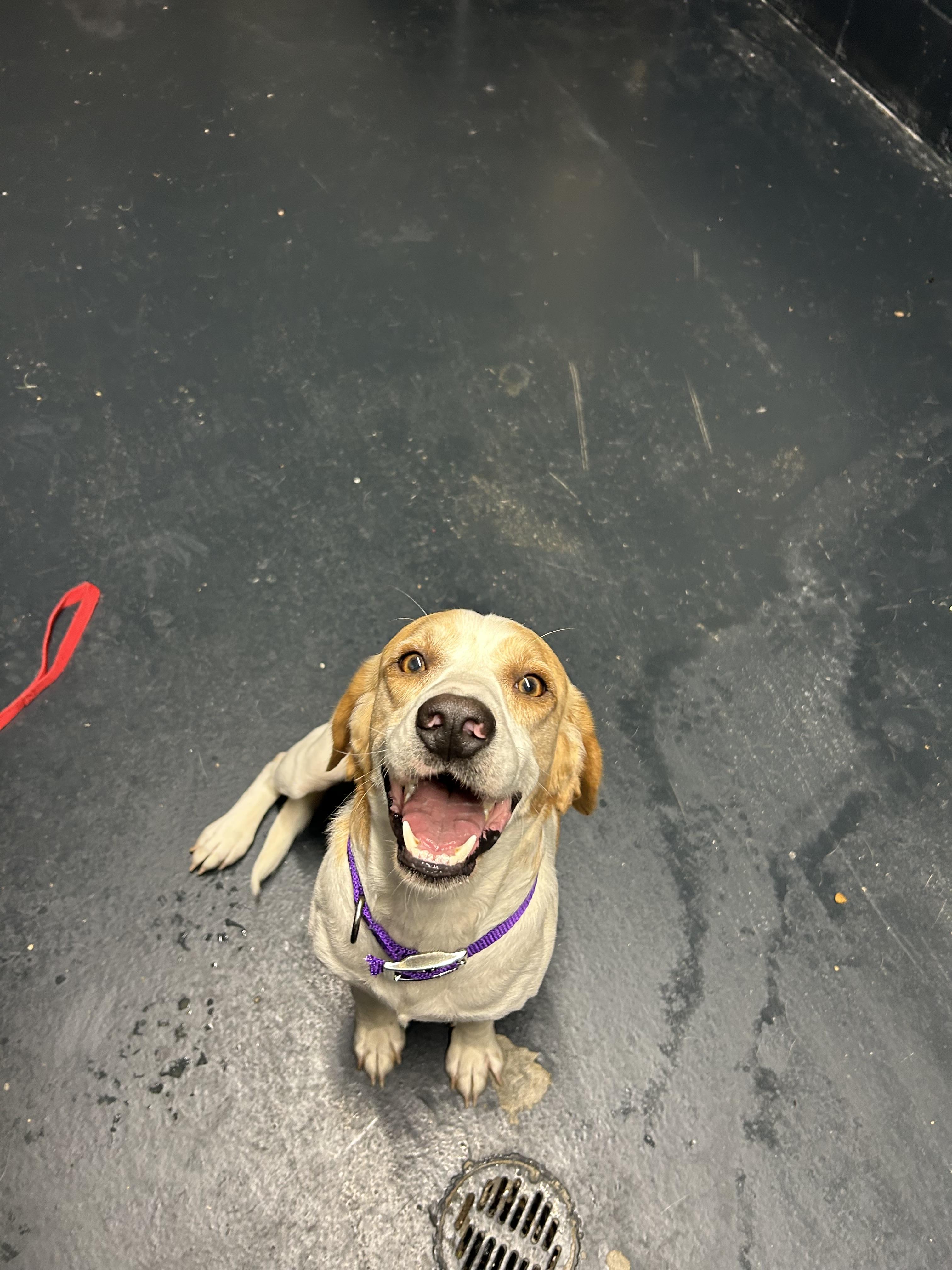 Rebel, a Adopted Beagle in Muskogee, OK image 1/6