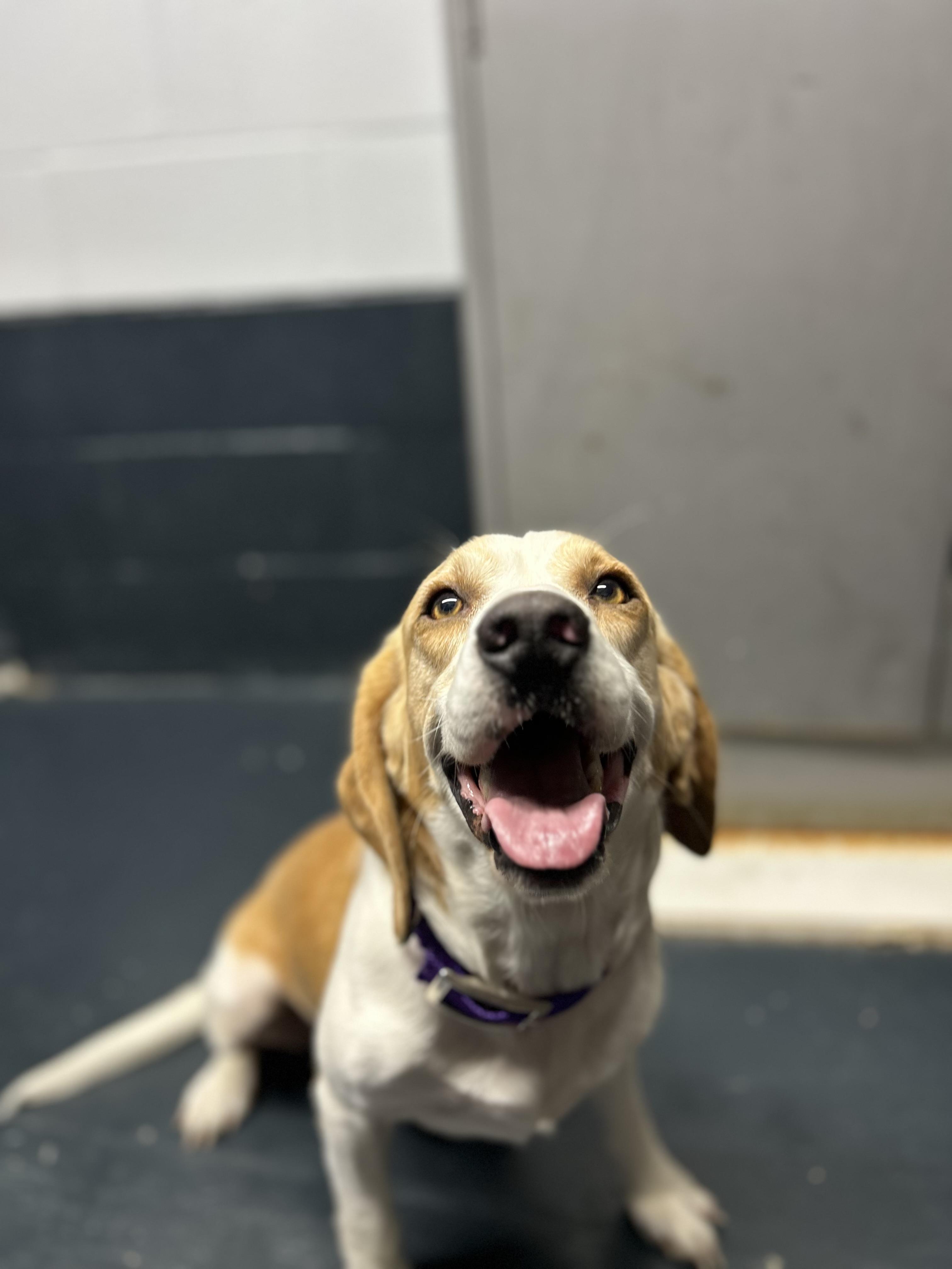 Rebel, a Adopted Beagle in Muskogee, OK image 2/6