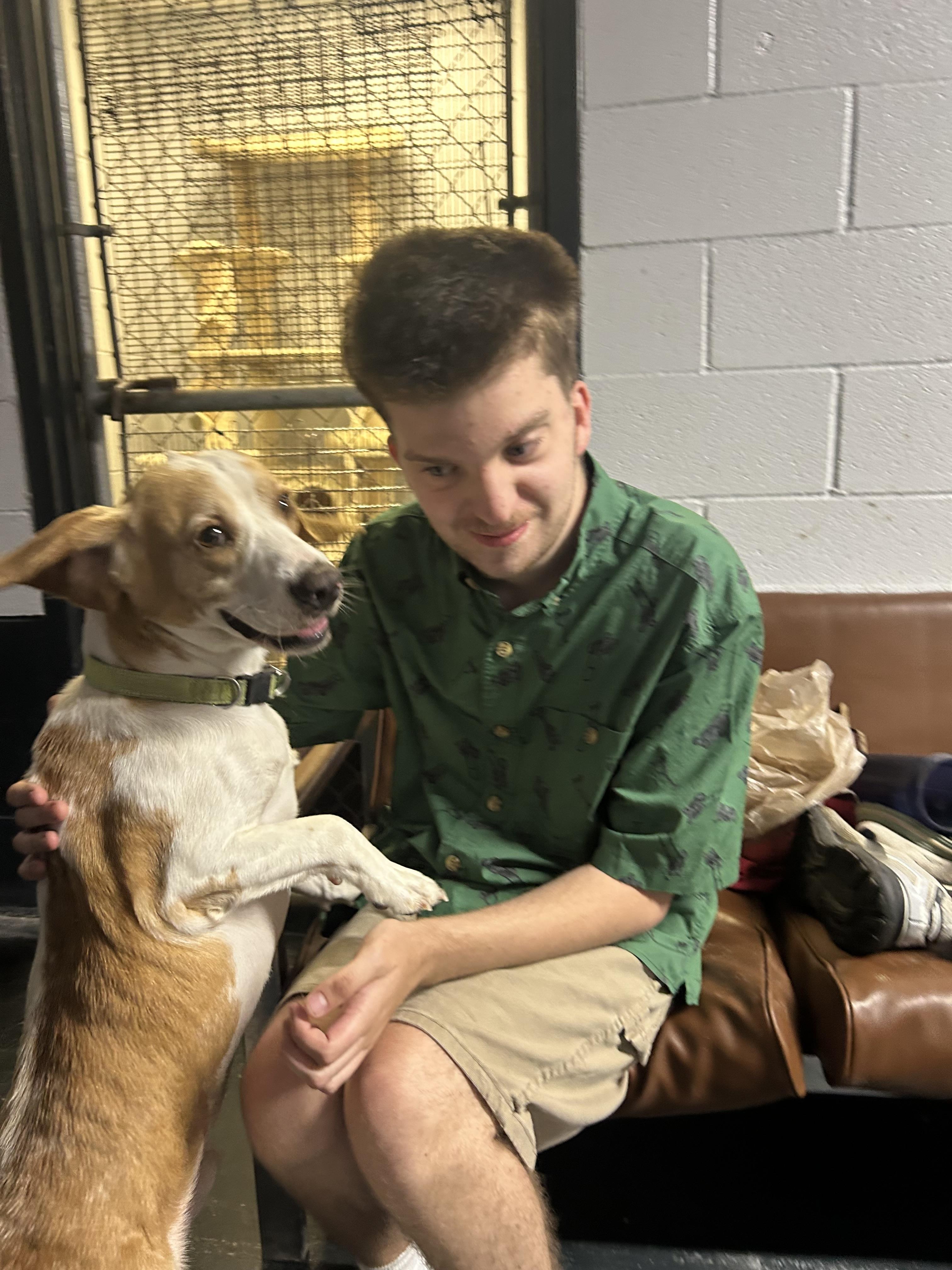 Rebel, a Adopted Beagle in Muskogee, OK image 3/6