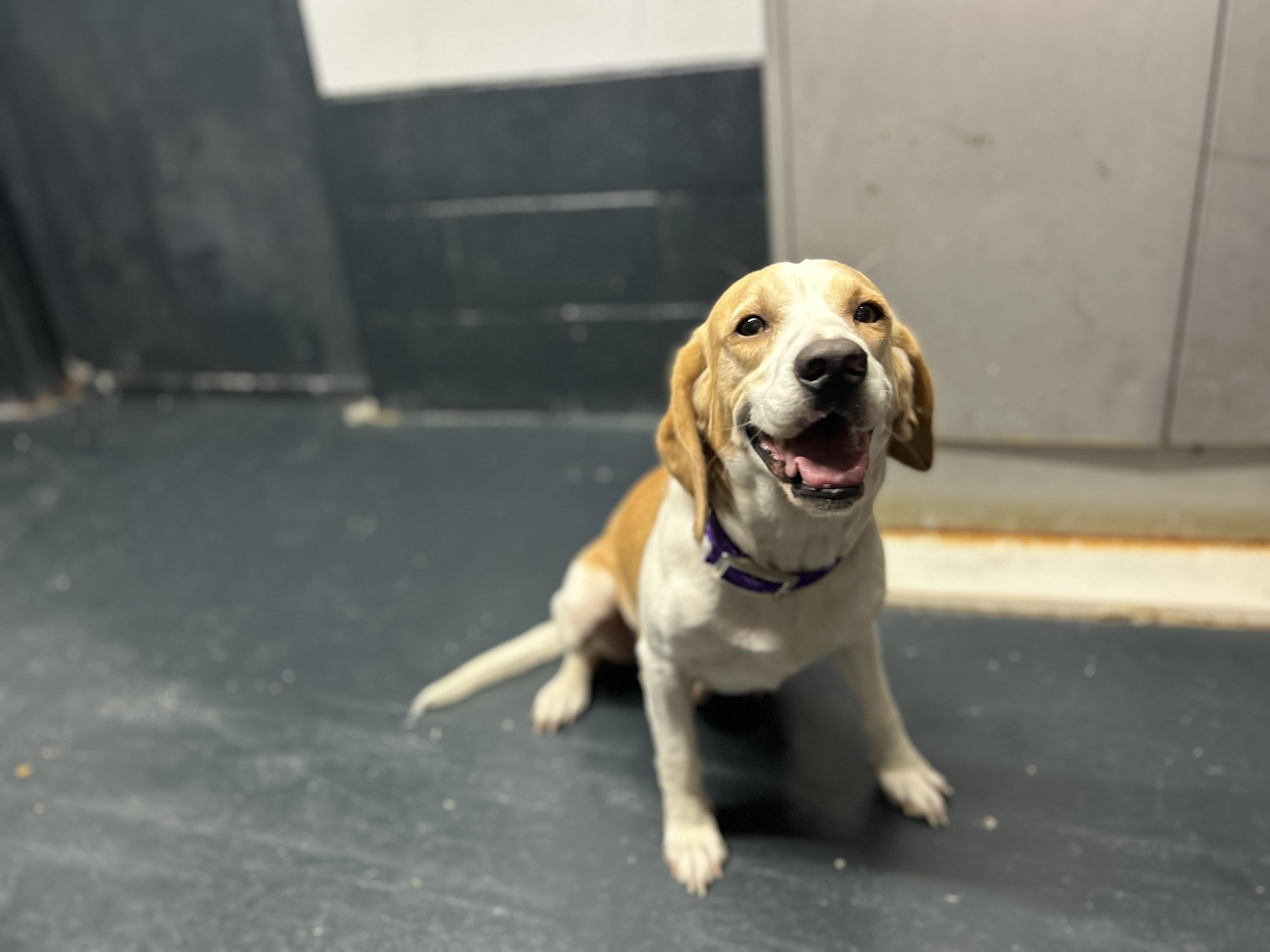 Rebel, a Adopted Beagle in Muskogee, OK image 5/6