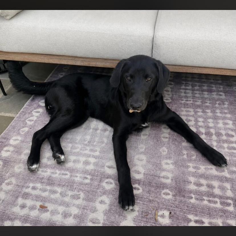 Poppy, ADOPTABLE, Puppy Female Black Labrador Retriever & Australian Cattle Dog / Blue Heeler.