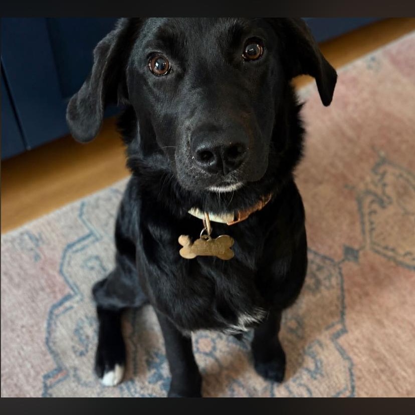 Enlarge Poppy, a ADOPTABLE mixed breed in Philadelphia, PA image 4/4