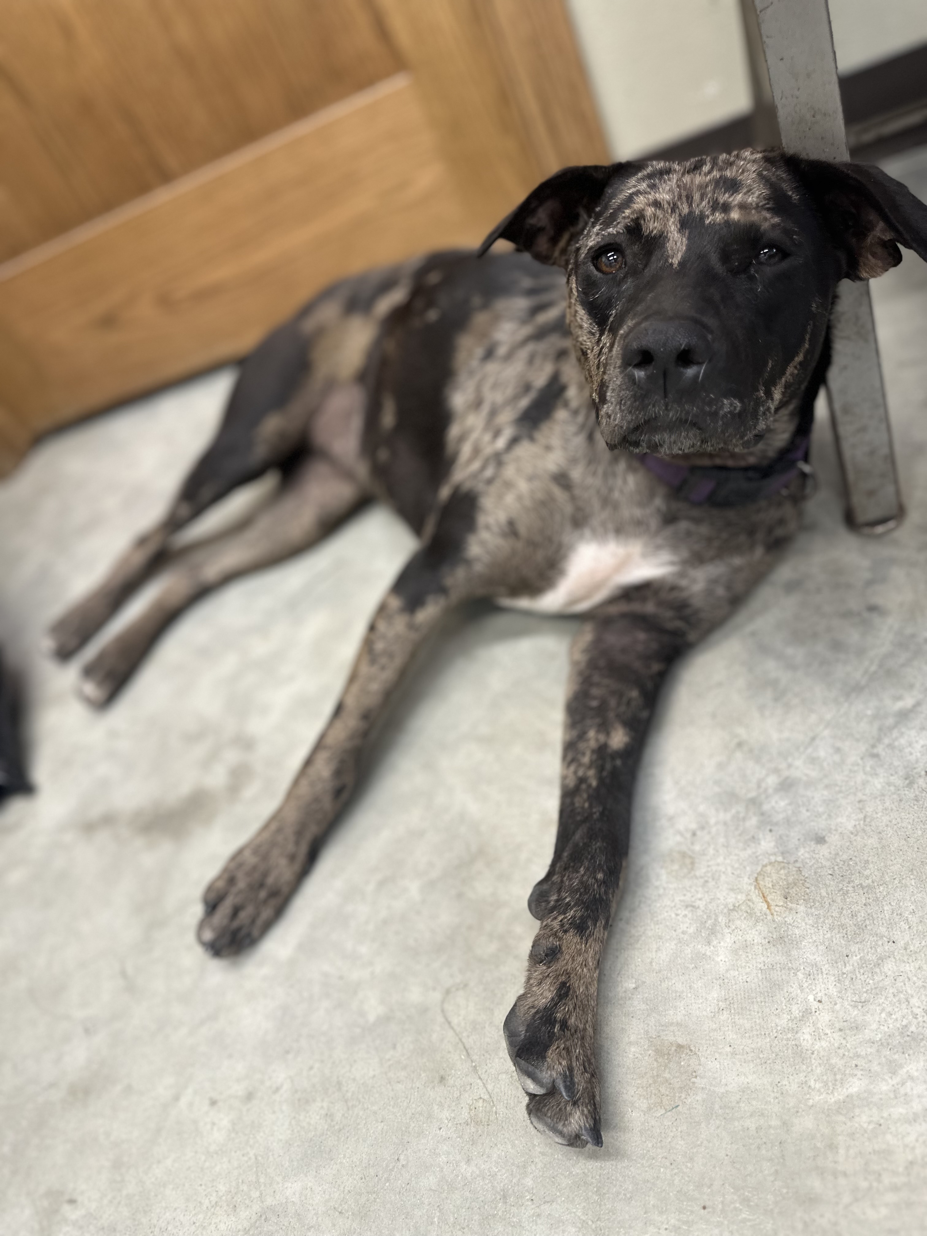 Betty, Adopted, Young Female Catahoula Leopard Dog.