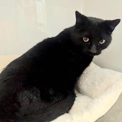 Enlarge Blackjack, an adopted Domestic Short Hair in Green Valley, AZ image 3/3