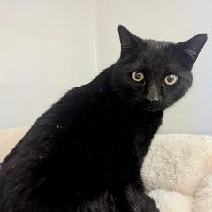 Enlarge Blackjack, an adopted Domestic Short Hair in Green Valley, AZ image 1/3