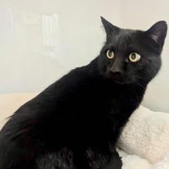 Enlarge Blackjack, an adopted Domestic Short Hair in Green Valley, AZ image 2/3