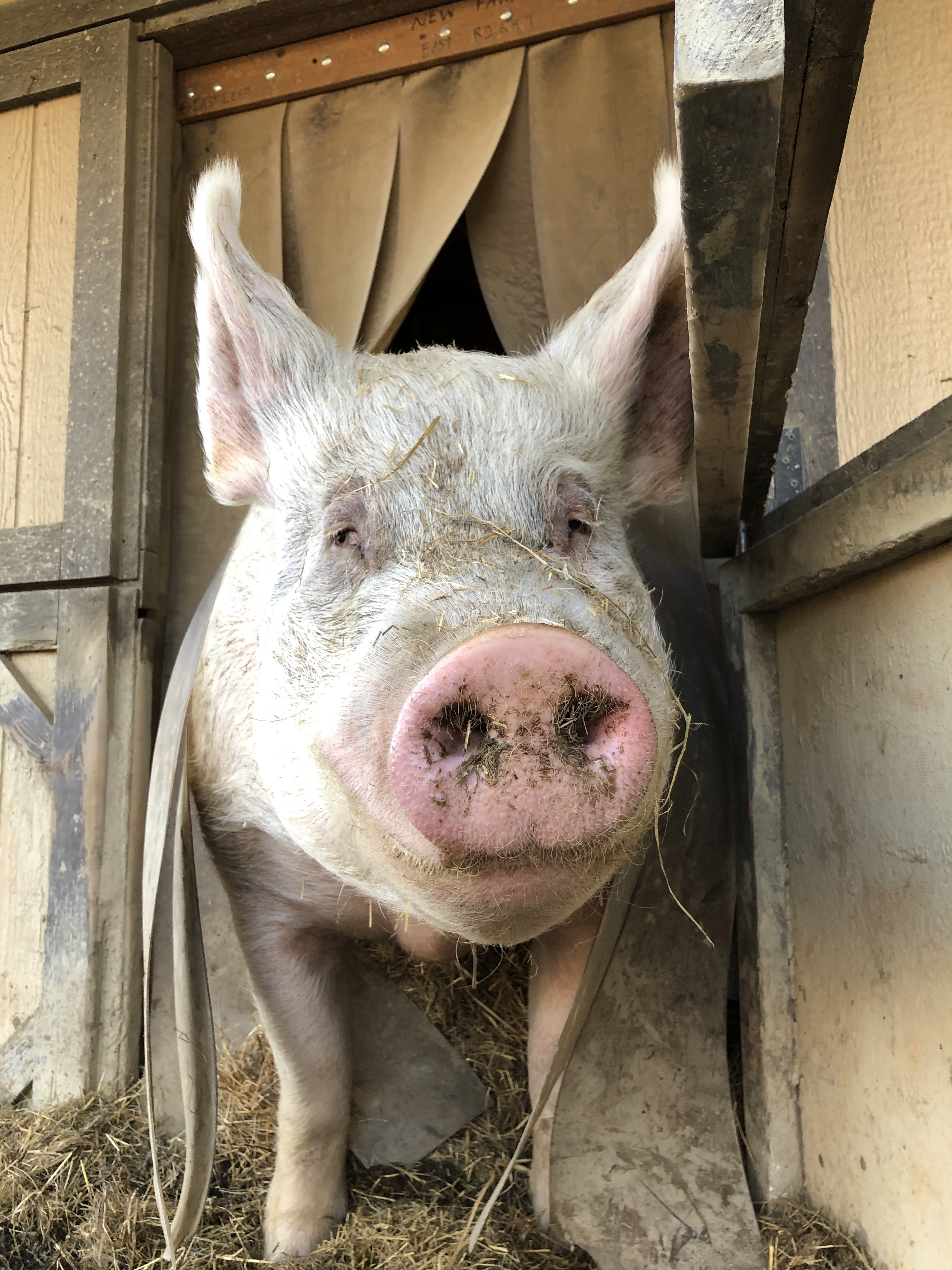 Practi’cal, Senior Male Pig