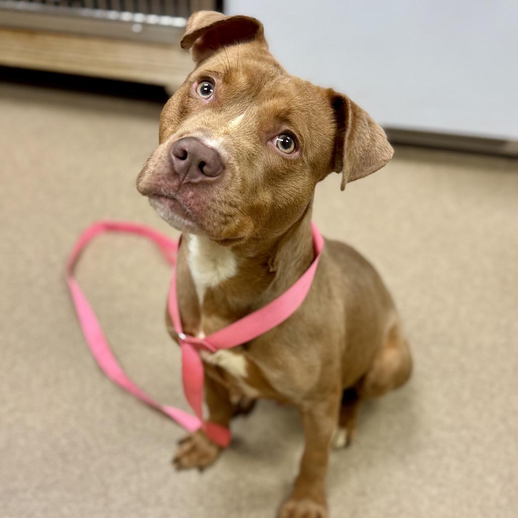 Enlarge Thomas, a Adoptable mixed breed in Hinesville, GA image 1/4