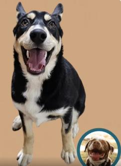 Enlarge Chompy, a Adoptable mixed breed in Ione, CA image 1/6