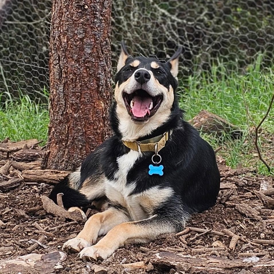 Enlarge Cooper (FKA: Chompy), an adoptable mixed breed in Jackson, CA image 1/6