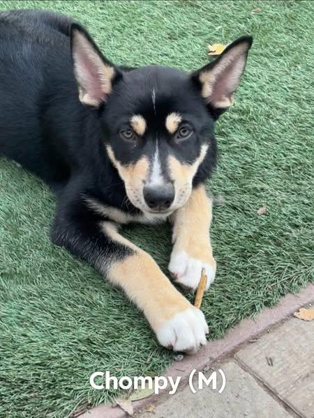 Enlarge Chompy, a Adoptable mixed breed in Ione, CA image 4/6