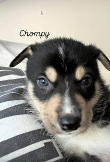 Enlarge Chompy, a Adoptable mixed breed in Ione, CA image 6/6