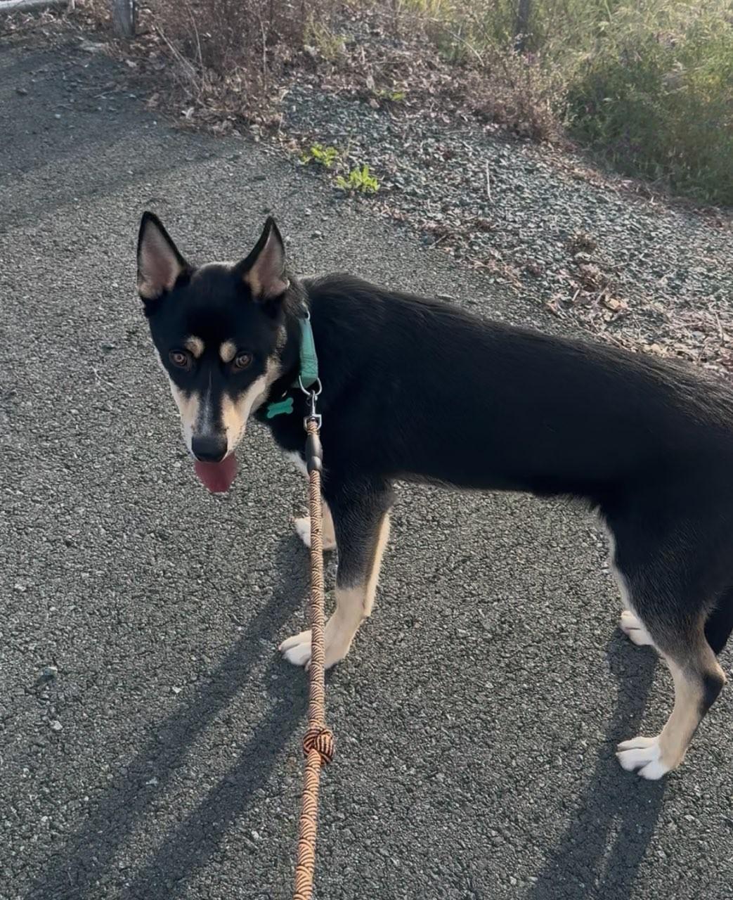 Enlarge Chompy, a Adoptable mixed breed in Ione, CA image 2/6