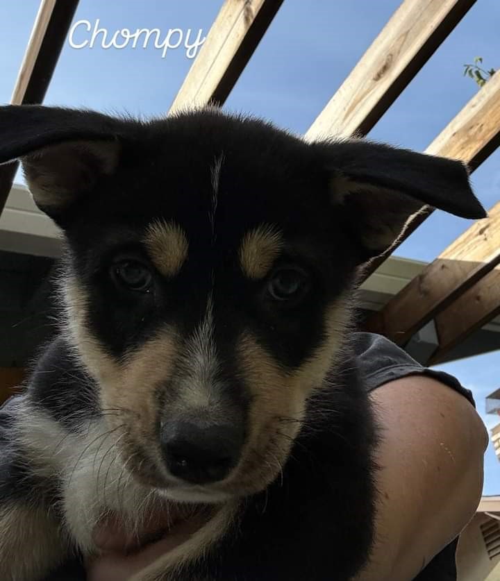 Enlarge Chompy, a Adoptable mixed breed in Ione, CA image 5/6