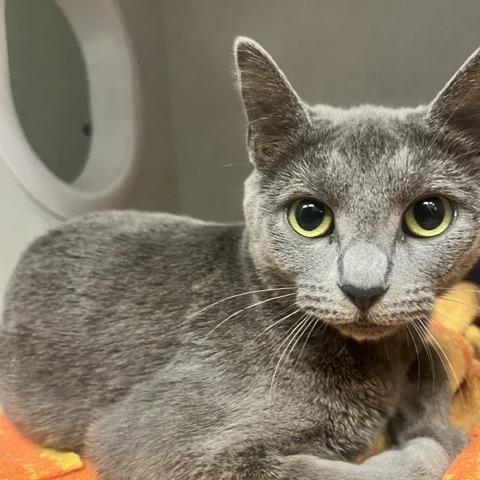 Enlarge Mama June, a Adoptable Domestic Short Hair in Dayton, OH image 1/2