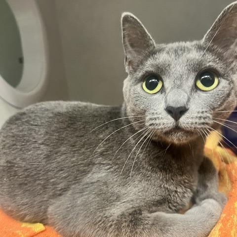 Enlarge Mama June, a Adoptable Domestic Short Hair in Dayton, OH image 2/2