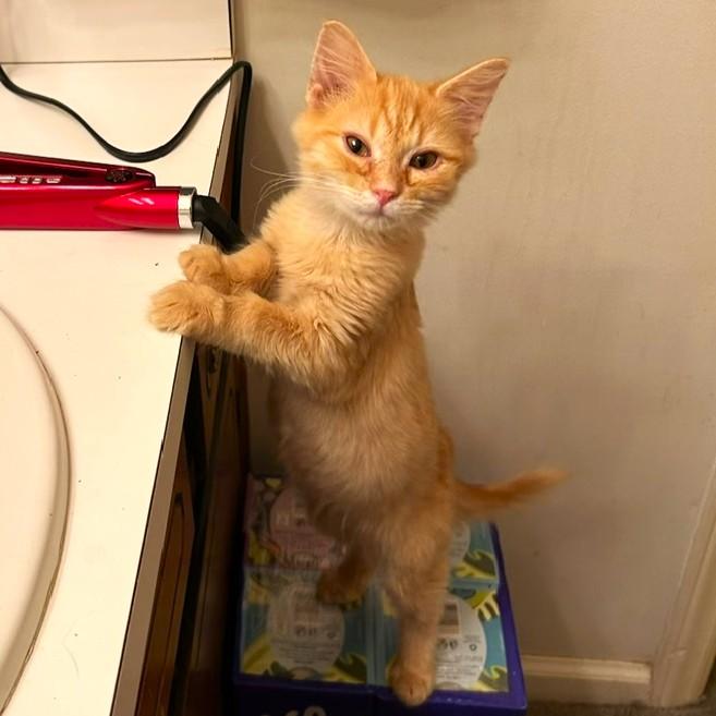 Honey Bear, adopted, Kitten Male Domestic Short Hair.