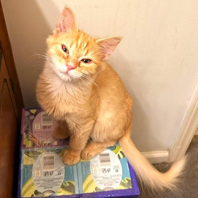 Enlarge Honey Bear, an adopted Domestic Short Hair in Smithfield, NC image 2/2