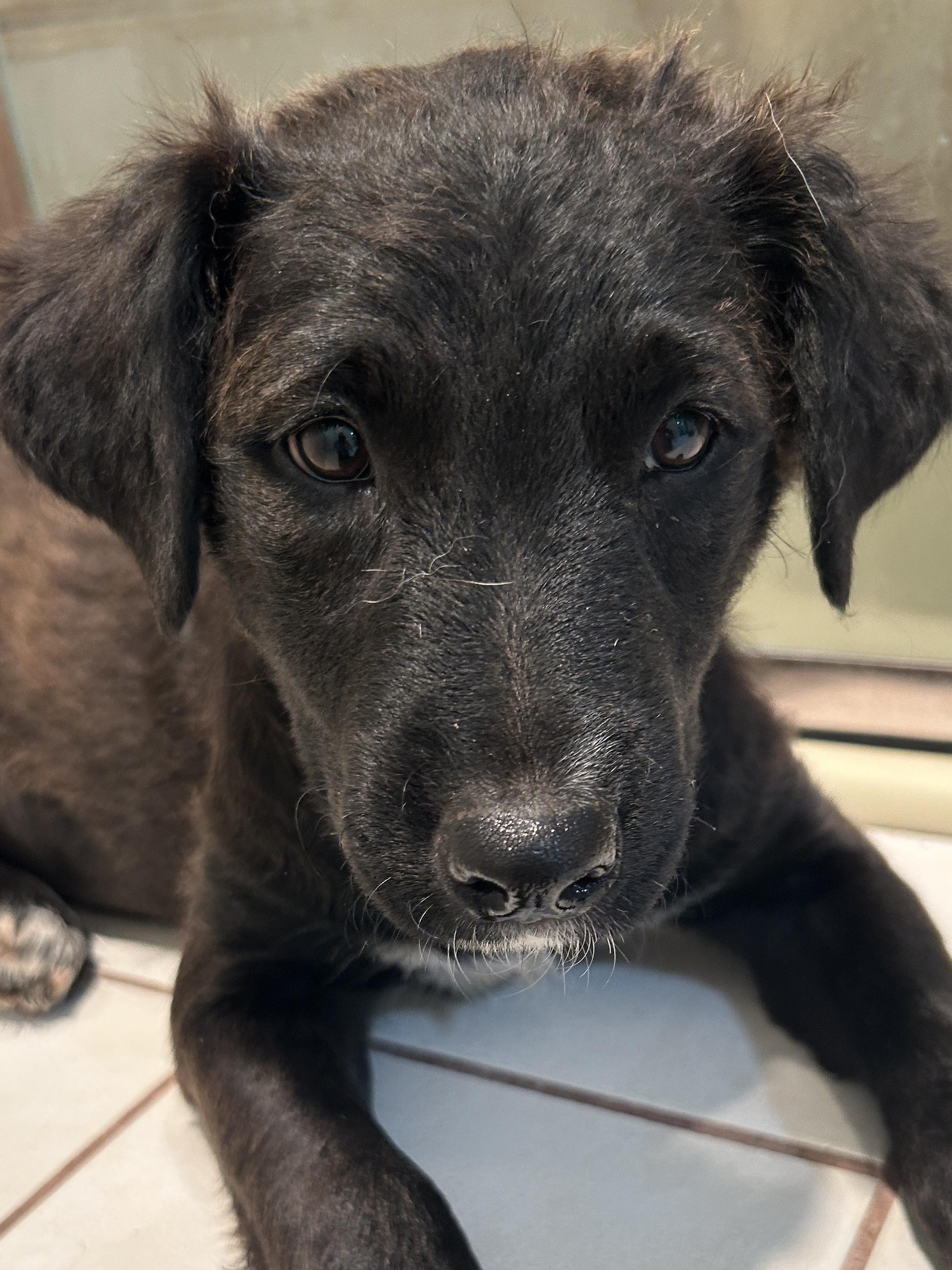 WAGS, a ADOPTABLE mixed breed in El Cajon, CA image 4/6