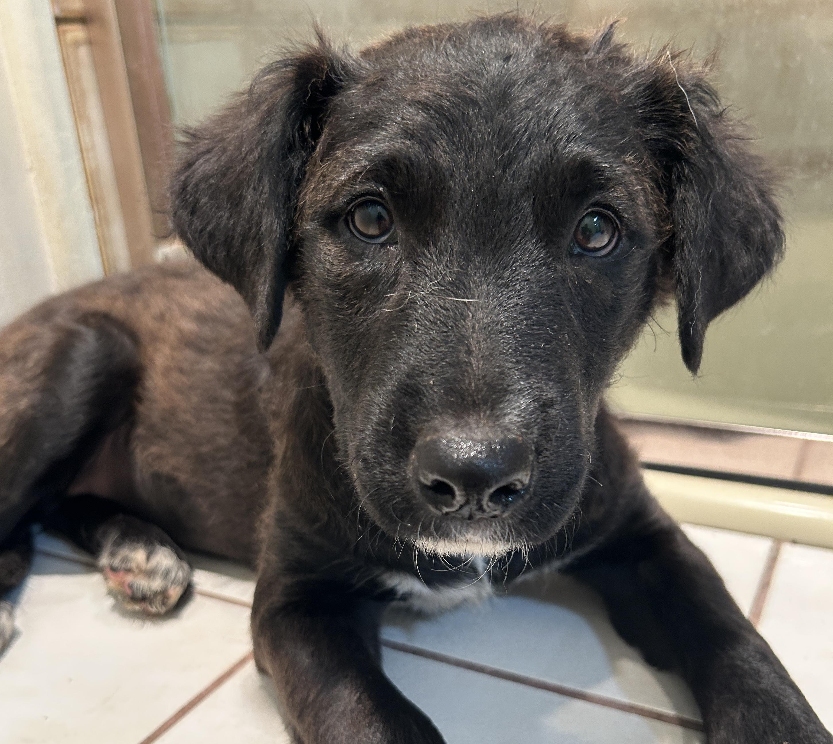 WAGS, a ADOPTABLE mixed breed in El Cajon, CA image 2/6