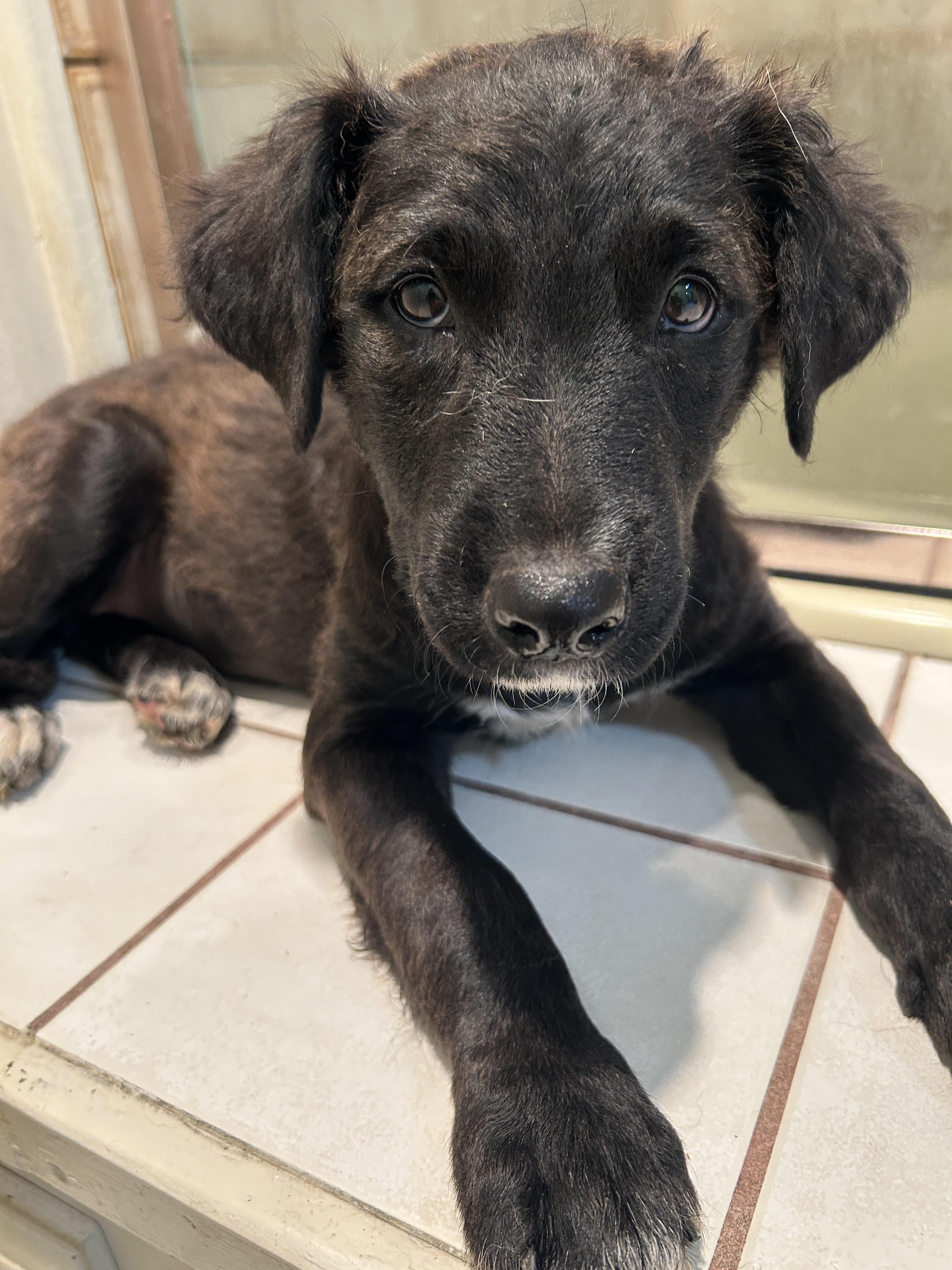 WAGS, a ADOPTABLE mixed breed in El Cajon, CA image 6/6