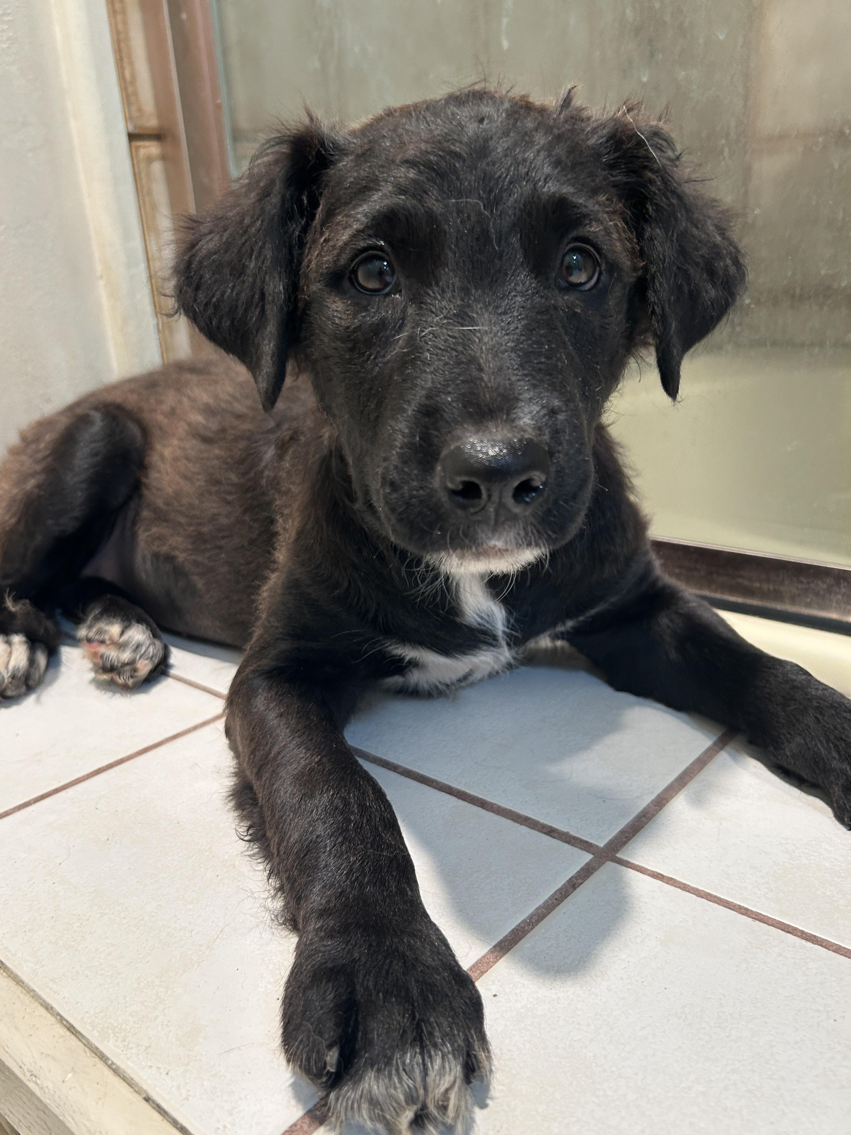 WAGS, a ADOPTABLE mixed breed in El Cajon, CA image 1/6