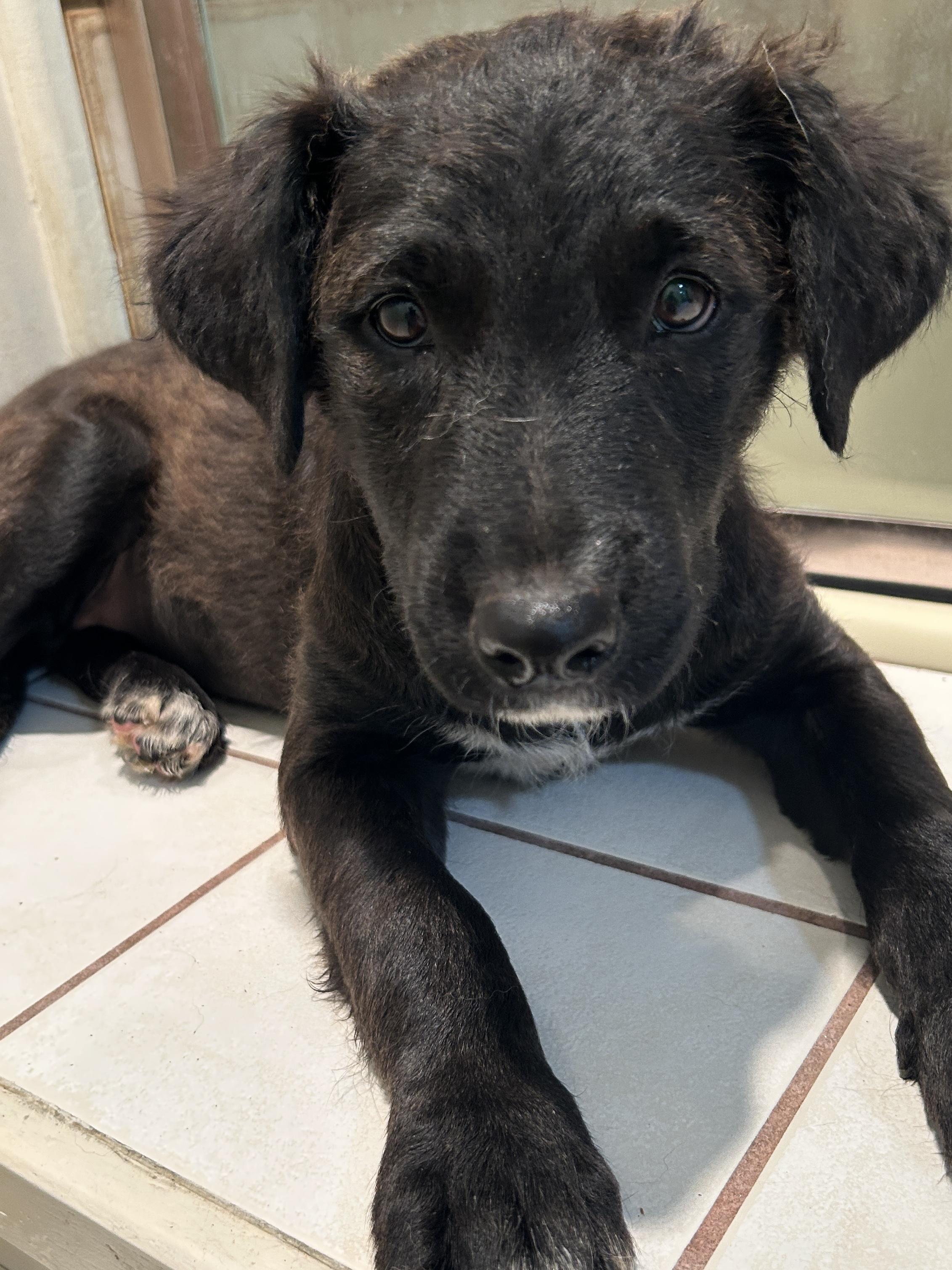 WAGS, a ADOPTABLE mixed breed in El Cajon, CA image 5/6
