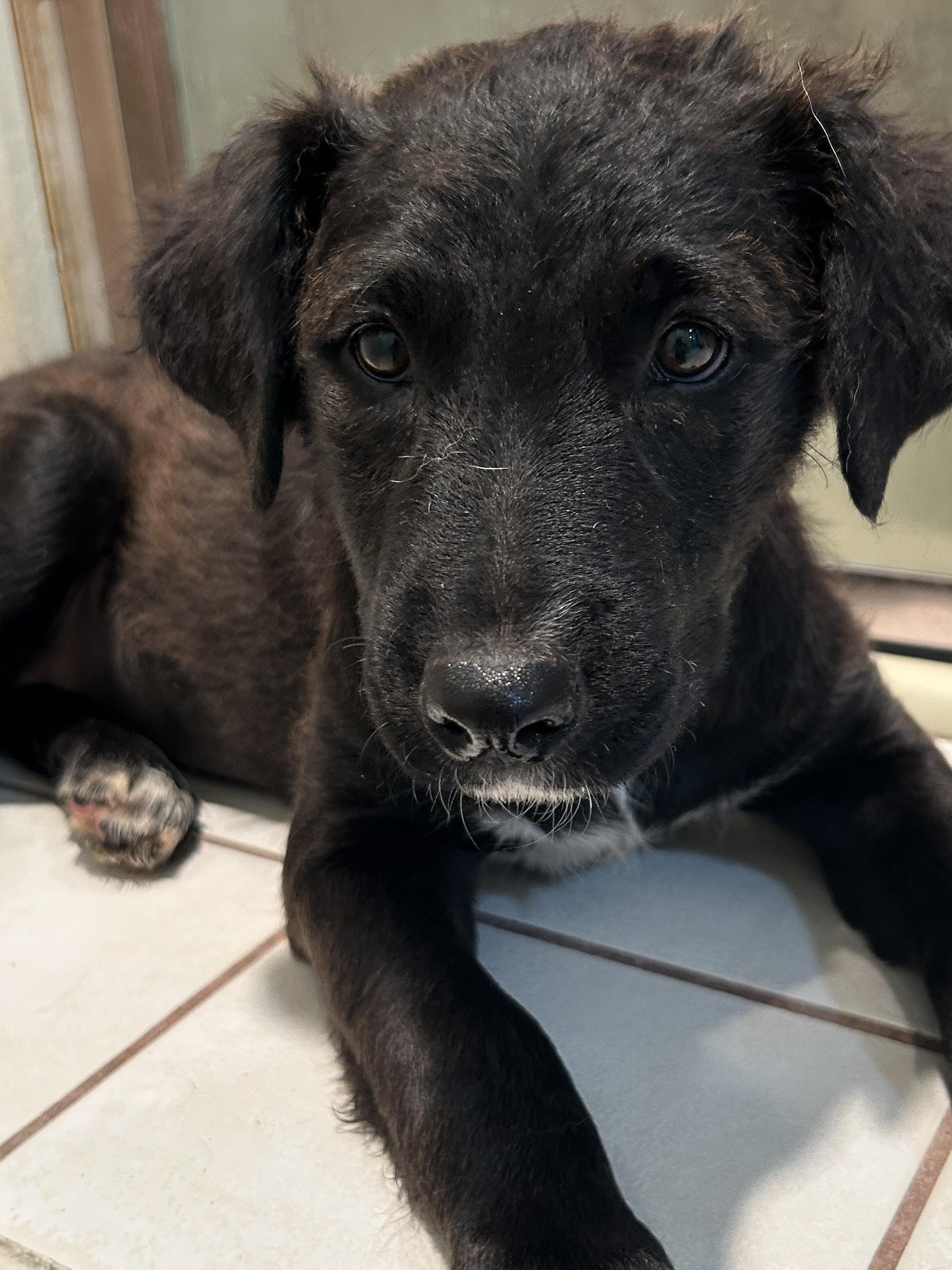 WAGS, a ADOPTABLE mixed breed in El Cajon, CA image 3/6