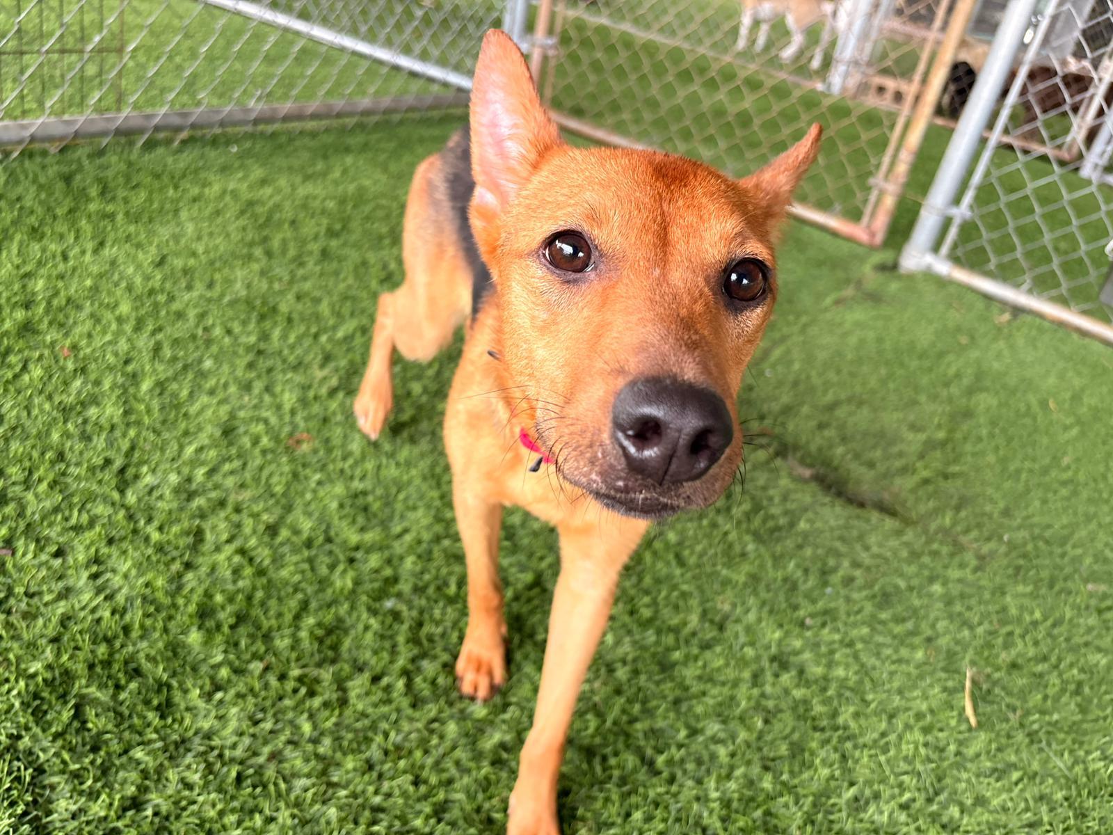 Enlarge Shakira, a ADOPTABLE Mixed Breed in Morristown, NJ image 1/4