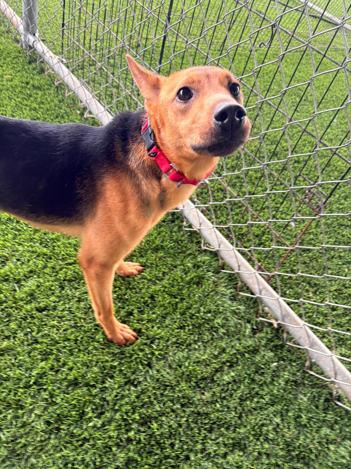 Enlarge Shakira, a ADOPTABLE Mixed Breed in Morristown, NJ image 2/4