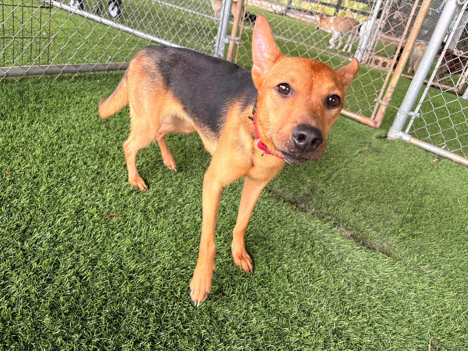 Enlarge Shakira, a ADOPTABLE Mixed Breed in Morristown, NJ image 3/4