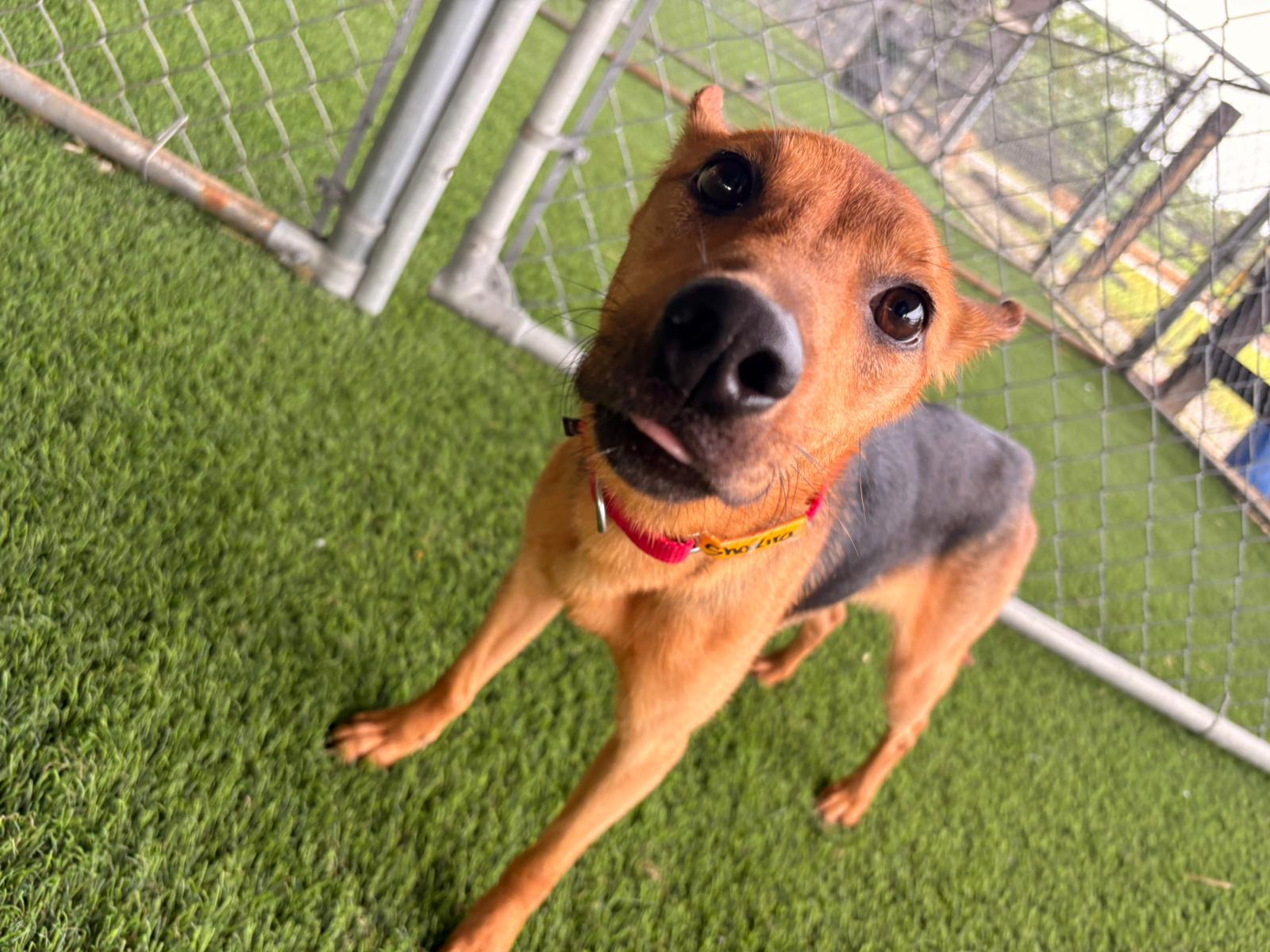 Enlarge Shakira, a ADOPTABLE Mixed Breed in Morristown, NJ image 4/4