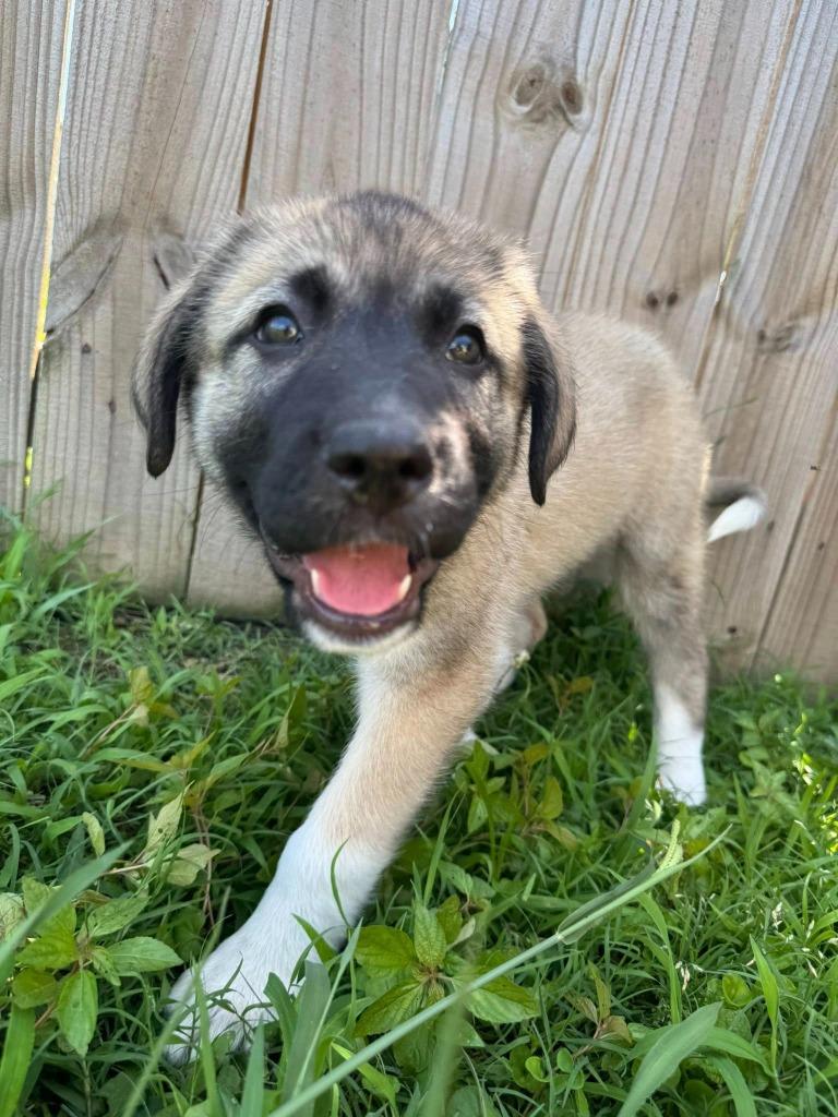 Narcissus, Adoptable, Puppy Female Great Pyrenees.