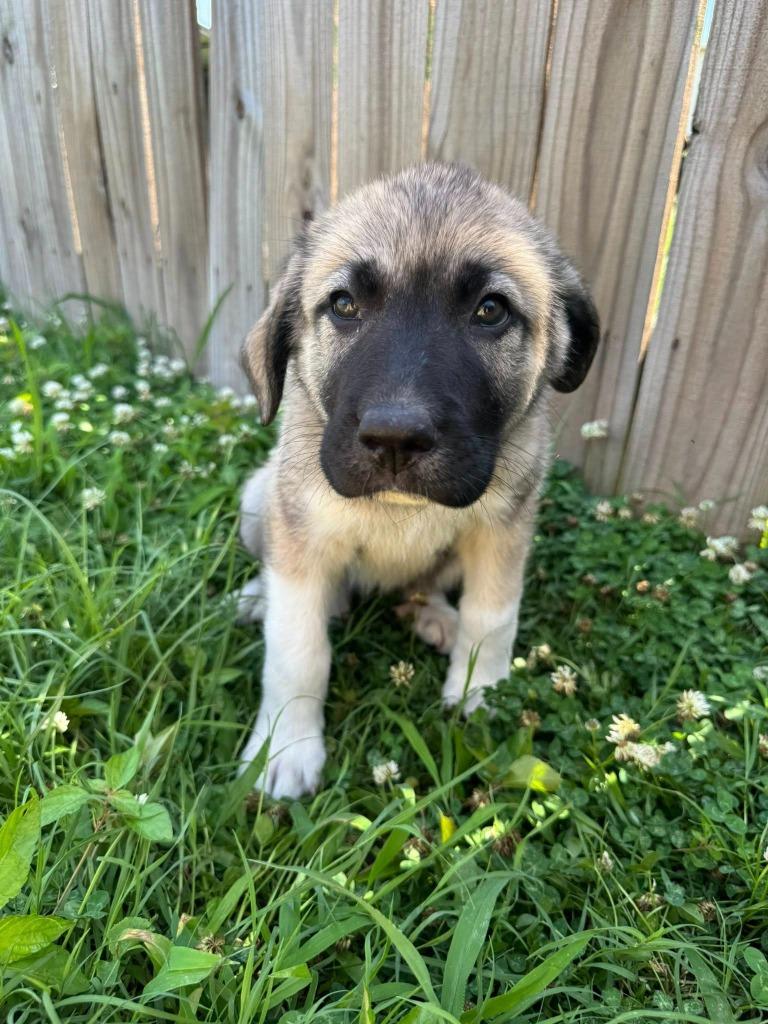 Enlarge Narcissus, a Adoptable mixed breed in Fond Du Lac, WI image 2/4