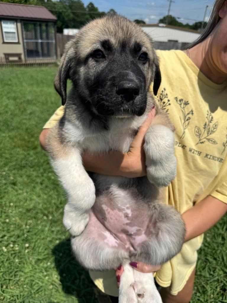 Enlarge Narcissus, a Adoptable mixed breed in Fond Du Lac, WI image 3/4