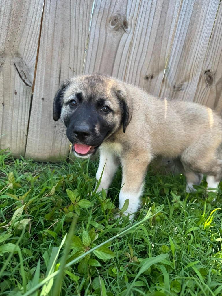 Enlarge Narcissus, a Adoptable mixed breed in Fond Du Lac, WI image 4/4